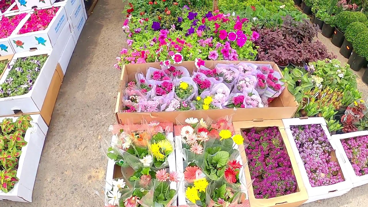 Mina Flower Market-Nursery Abu Dhabi